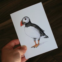 CARD – Wildlife illustration of a puffin, as featured in 'Dr Hibernica Finch’s C