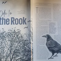 Ricky Whelan's article on rooks in the Irish Wildlife Trust's magazine