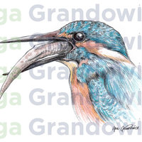 Kingfisher #2 – original artwork by Aga Grandowicz – close-up.