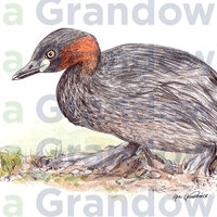 Little grebe duck – original artwork by Aga Grandowicz – close-up.