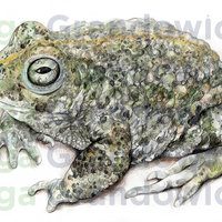 Natterjack toad – original artwork by Aga Grandowicz – close-up