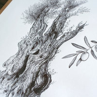 Olive tree – original artwork by Aga Grandowicz_img2.