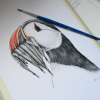 Atlantic puffin, original wildlife illustration by Aga Grandowicz.