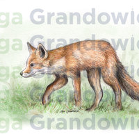 Red fox – original artwork by Aga Grandowicz – close-up.
