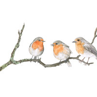 THREE ROBINS ON A BRANCH – A4 AND A4 ART PRINTS by Aga Grandowicz.