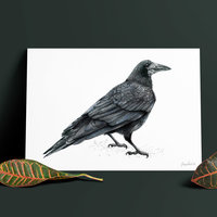 Rook-wildlife-illustration-by-Aga-Grandowicz-A4.