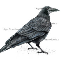 Rook-wildlife-illustration-by-Aga-Grandowicz-A4-preview