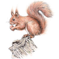 Squirrel, A4 fine art prints by Aga Grandowicz