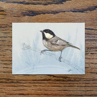 Irish coal tit, A6 CARD
