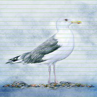 Caspian gull – A4 Art Print