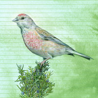 Common Linnet – A4 Art Print