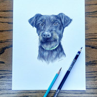 Pet portraits