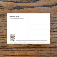 Old Irish goat, A6 CARD