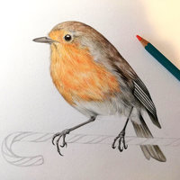 A6 CARD – Christmas robin