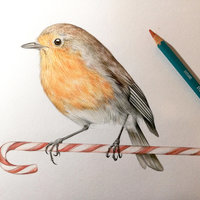 A6 CARD – Christmas robin