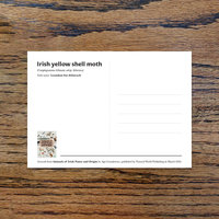 Irish yellow shell moth, A6 CARD