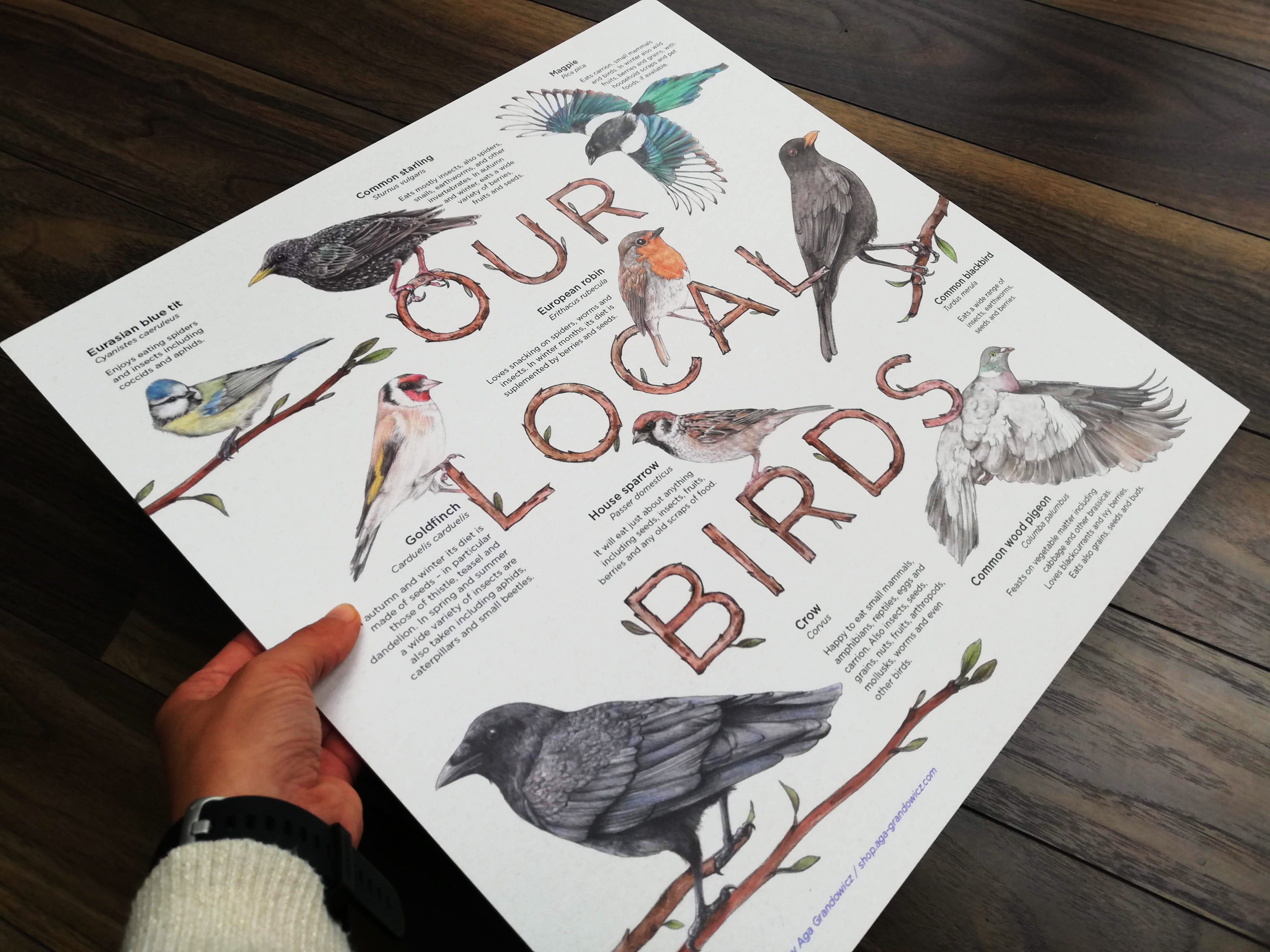 Info board featuring a selection of European birds – artwork by Aga Grandowicz