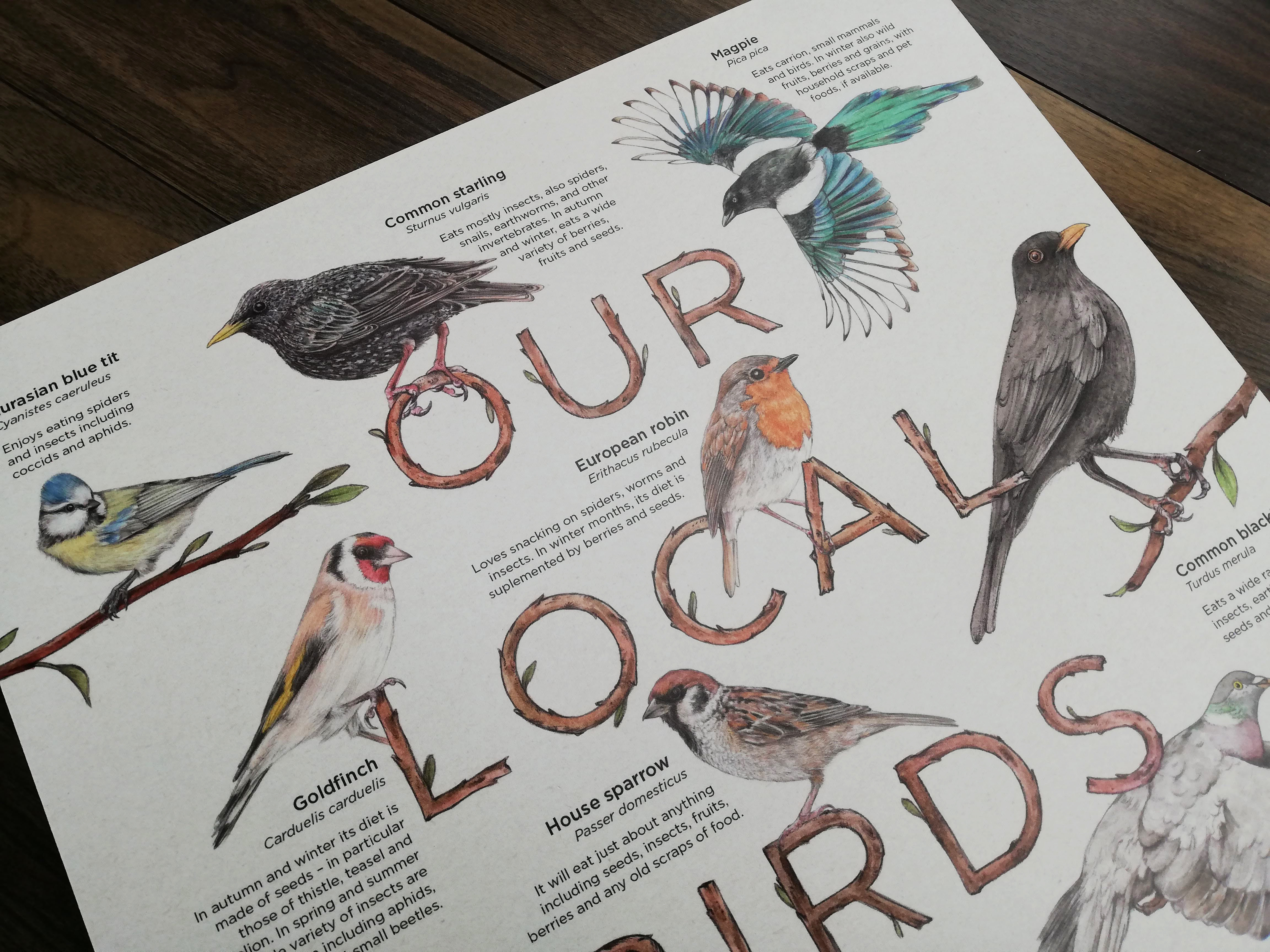 Info board featuring a selection of European birds – artwork by Aga Grandowicz