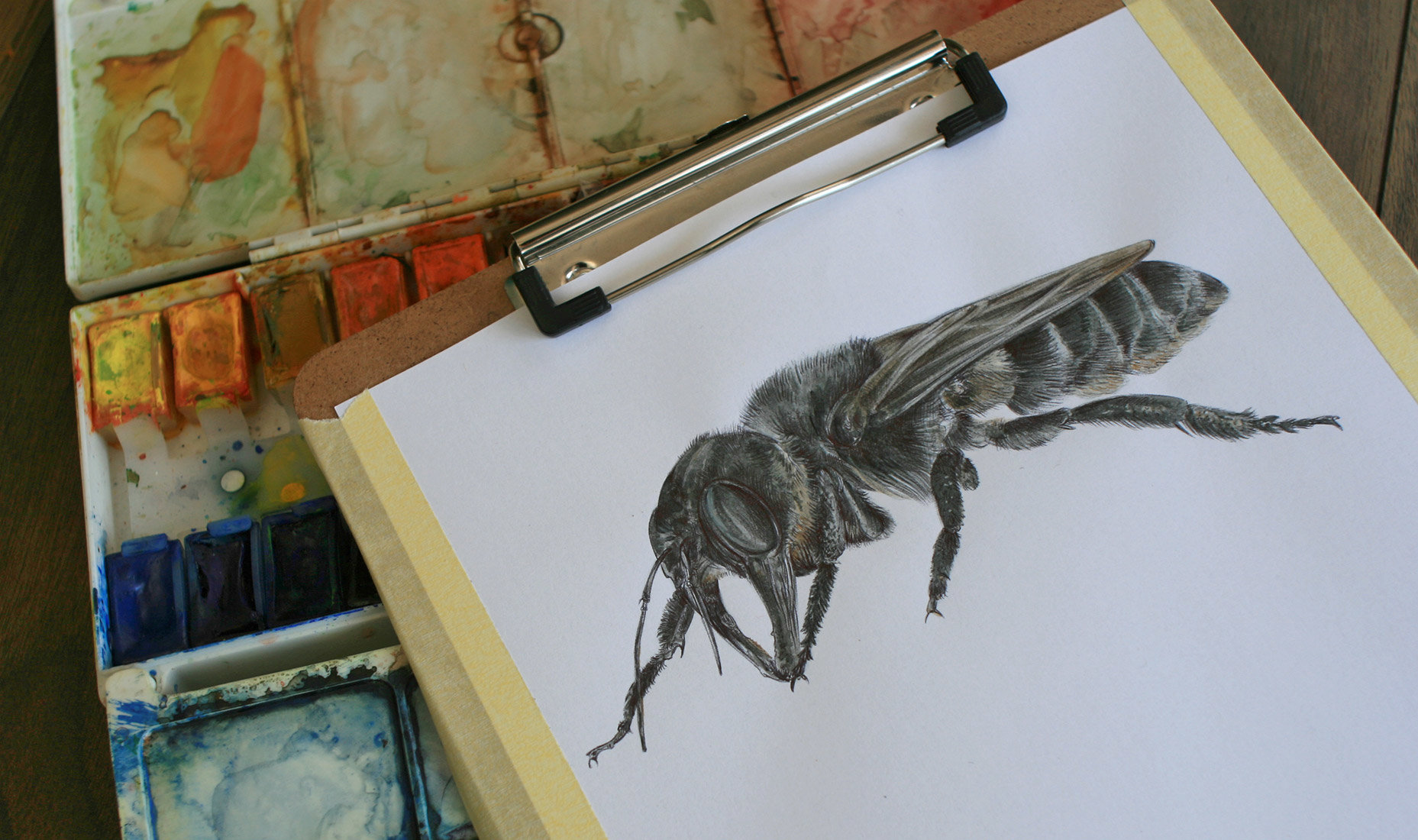 Wallace's Giant Bee – an original drawing by Aga Grandowicz