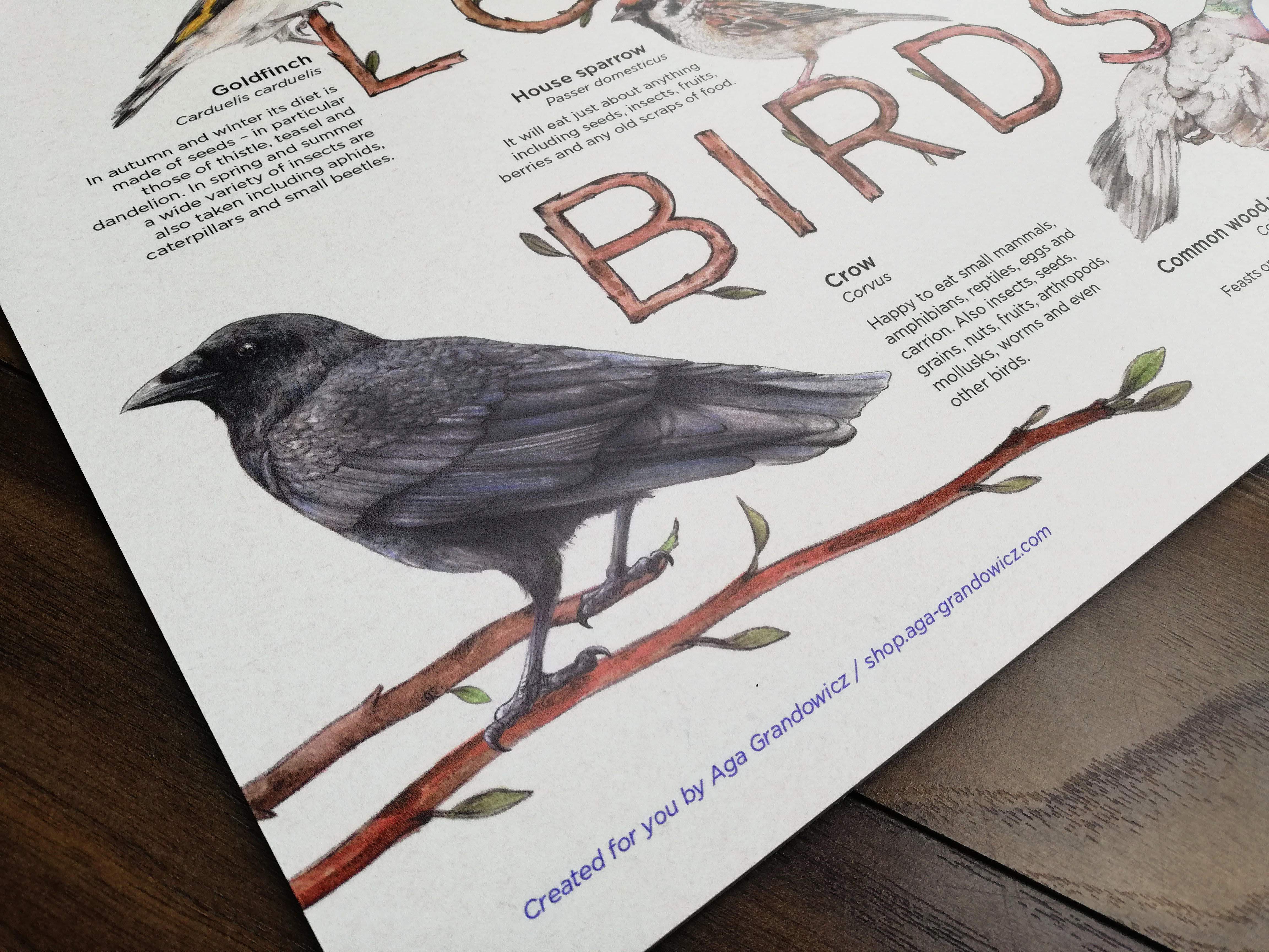 Info board featuring a selection of European birds – artwork by Aga Grandowicz