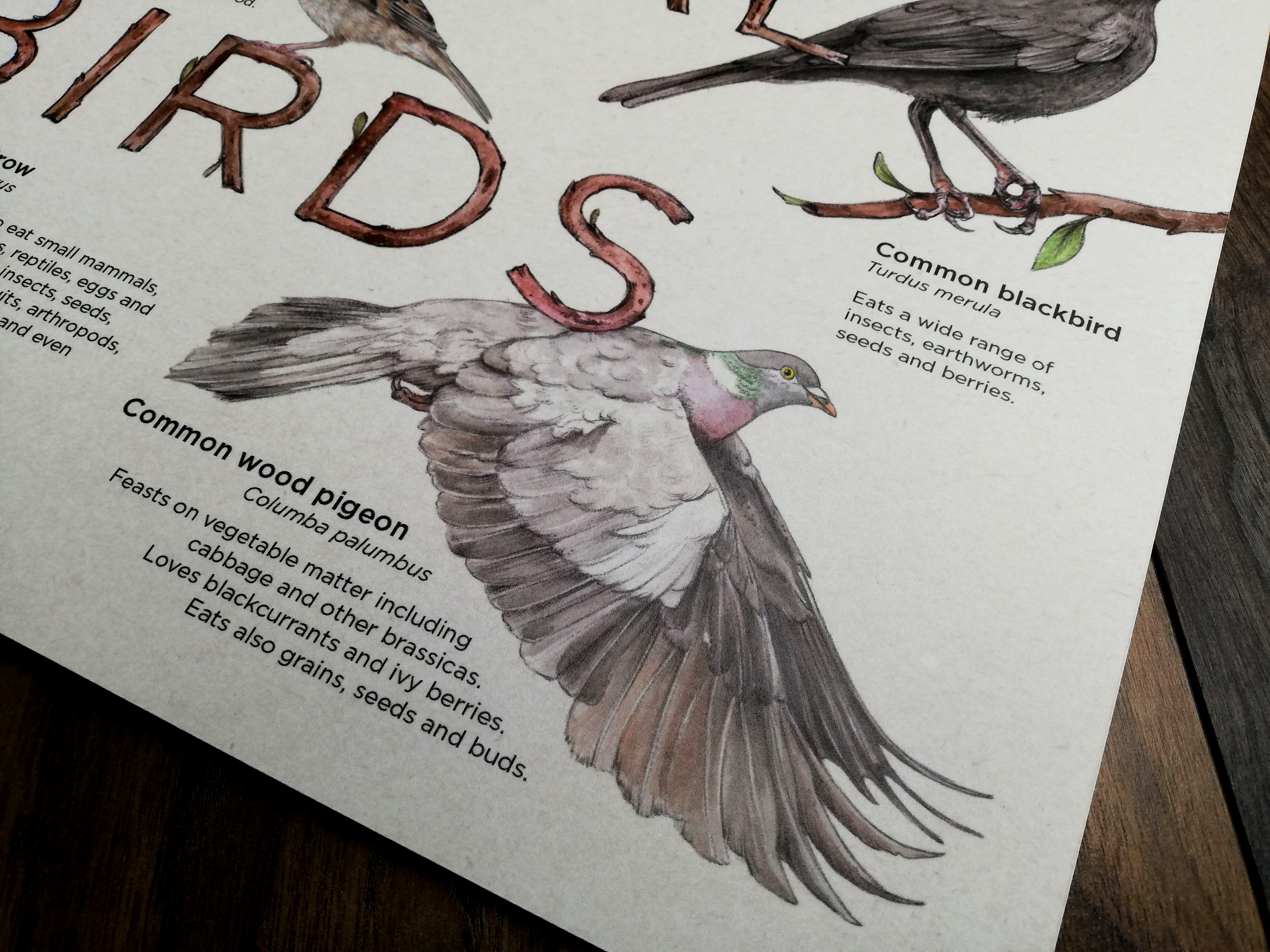 Info board featuring a selection of European birds – artwork by Aga Grandowicz