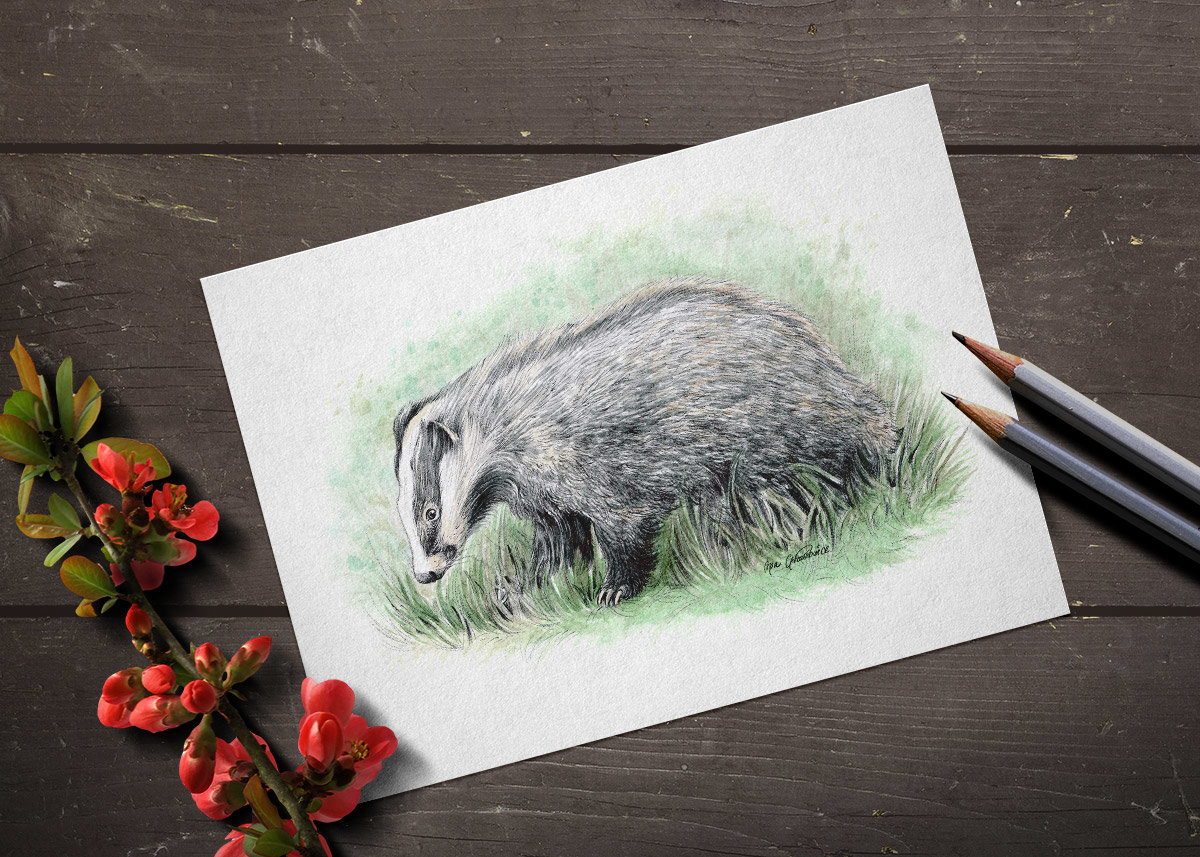 European Badger, A4 fine art prints by Aga Grandowicz