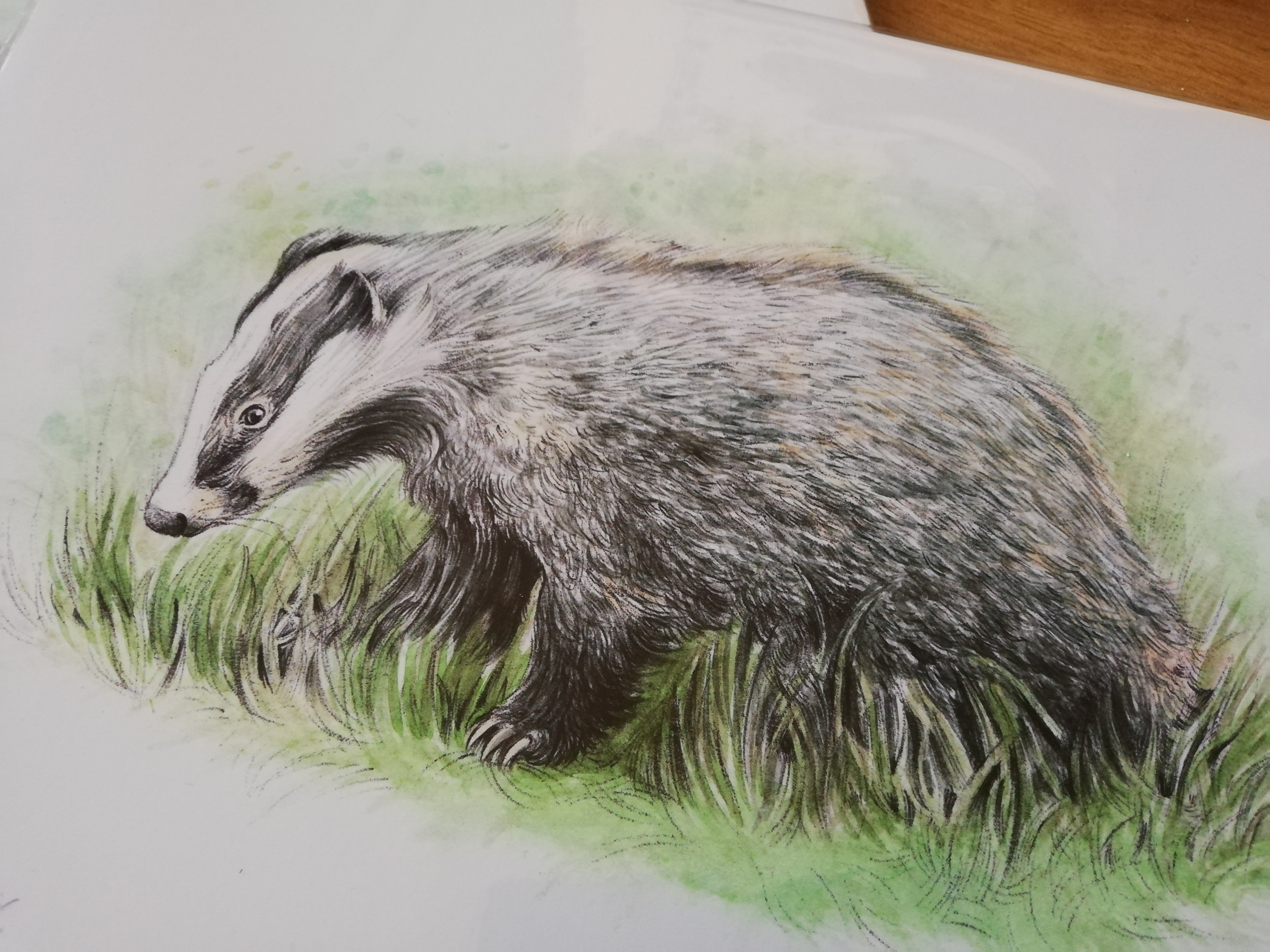 European Badger, A4 fine art prints by Aga Grandowicz