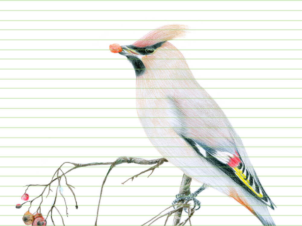 Bohemian waxwing – original colour pencil drawing by Aga Grandowicz – closeup.