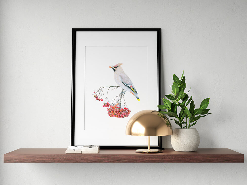 Bohemian waxwing – original colour pencil drawing by Aga Grandowicz.