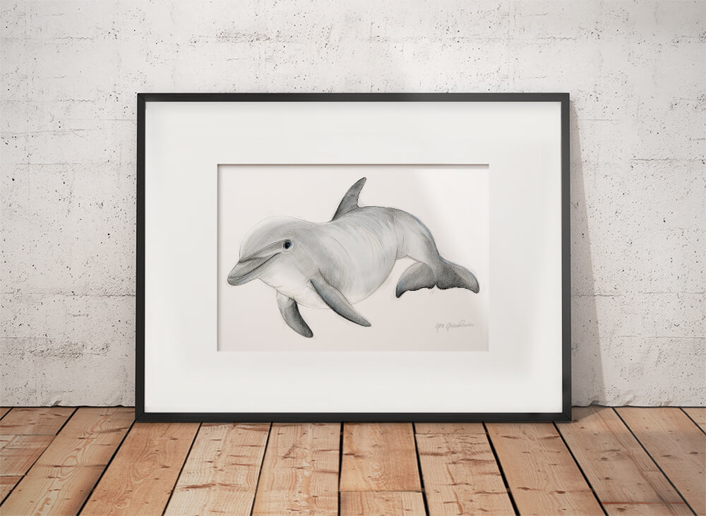 Bottlenose dolphin – original artwork by Aga Grandowicz