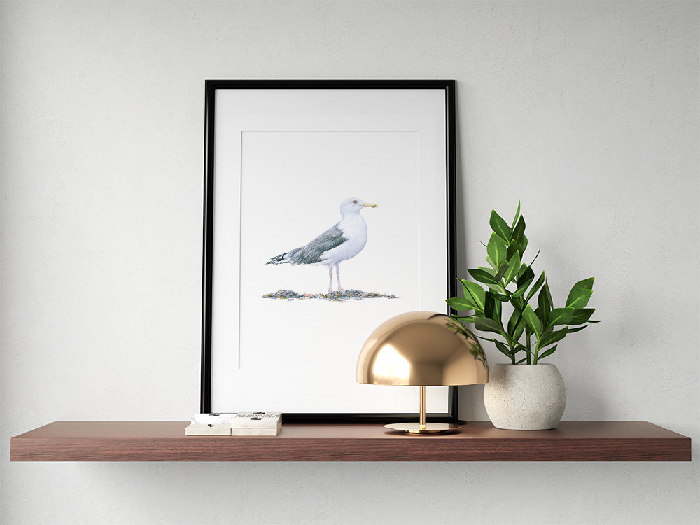 Caspian gull – original colour pencil drawing by Aga Grandowicz.