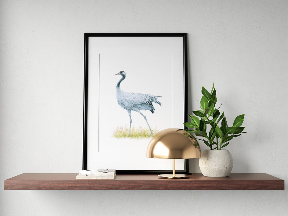 Common crane – original colour pencil drawing by Aga Grandowicz.