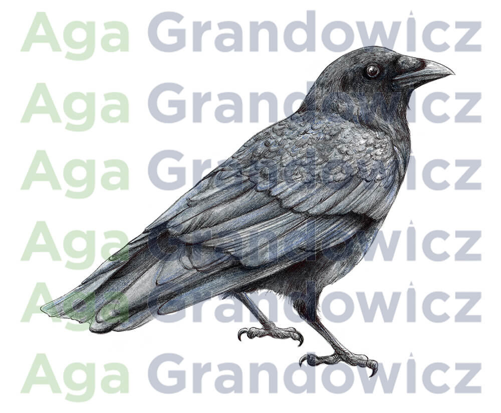 Crow – original artwork by Aga Grandowicz – close-up.