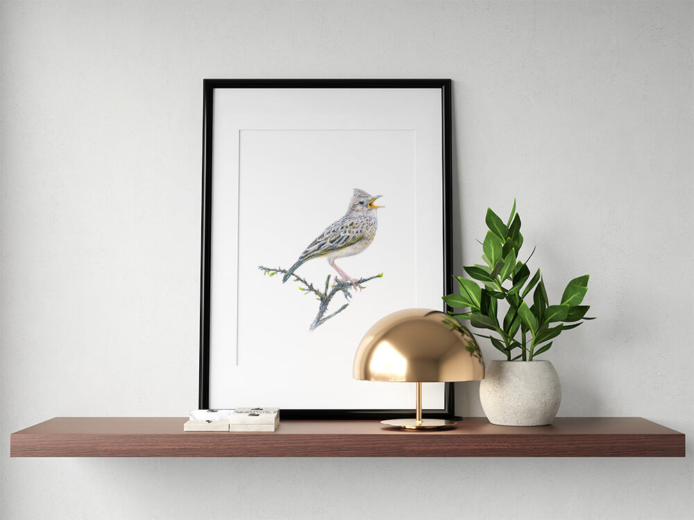 Eurasian skylark – original colour pencil drawing by Aga Grandowicz.