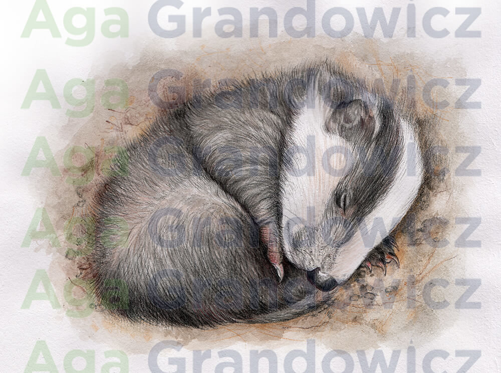 Sleeping cub of a European badger – original artwork by Aga Grandowicz_2