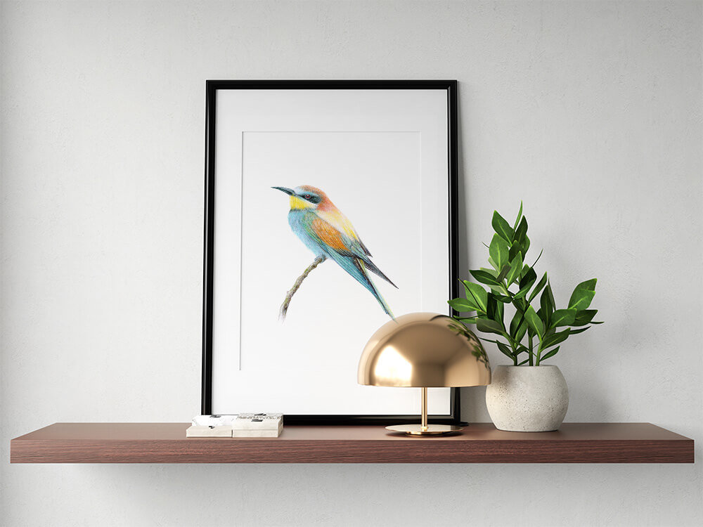 European bee eater – original colour pencil drawing by Aga Grandowicz.