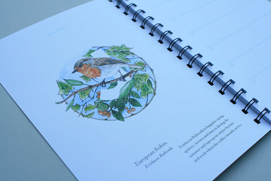 European-Birds-Diary-by-Aga-Grandowicz_January_Robin.