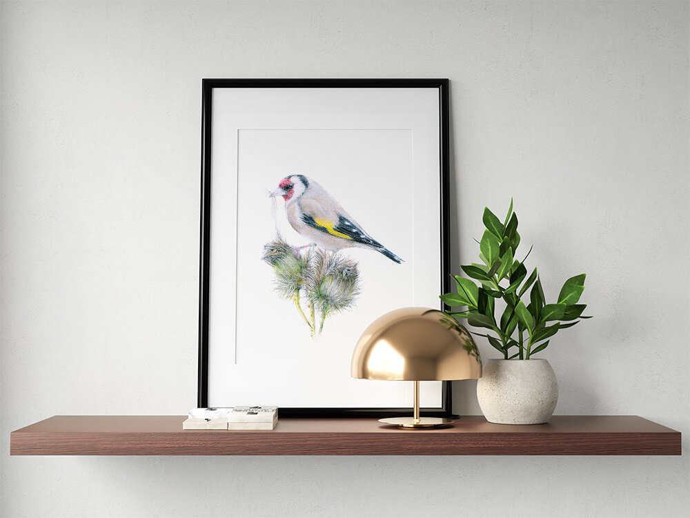 European goldfinch – original colour pencil drawing by Aga Grandowicz.