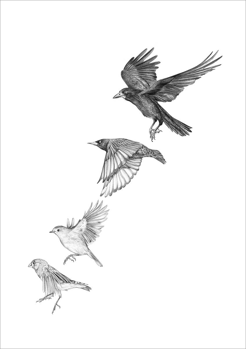 Garden birds #1 – A4 prints by Aga Grandowicz