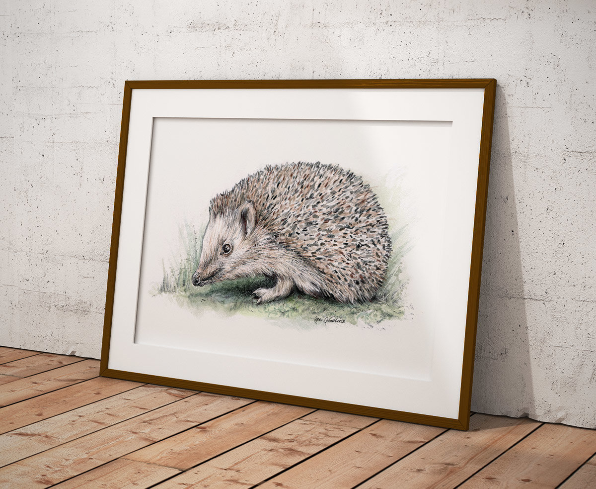 European hedgehog – original artwork by Aga Grandowicz.