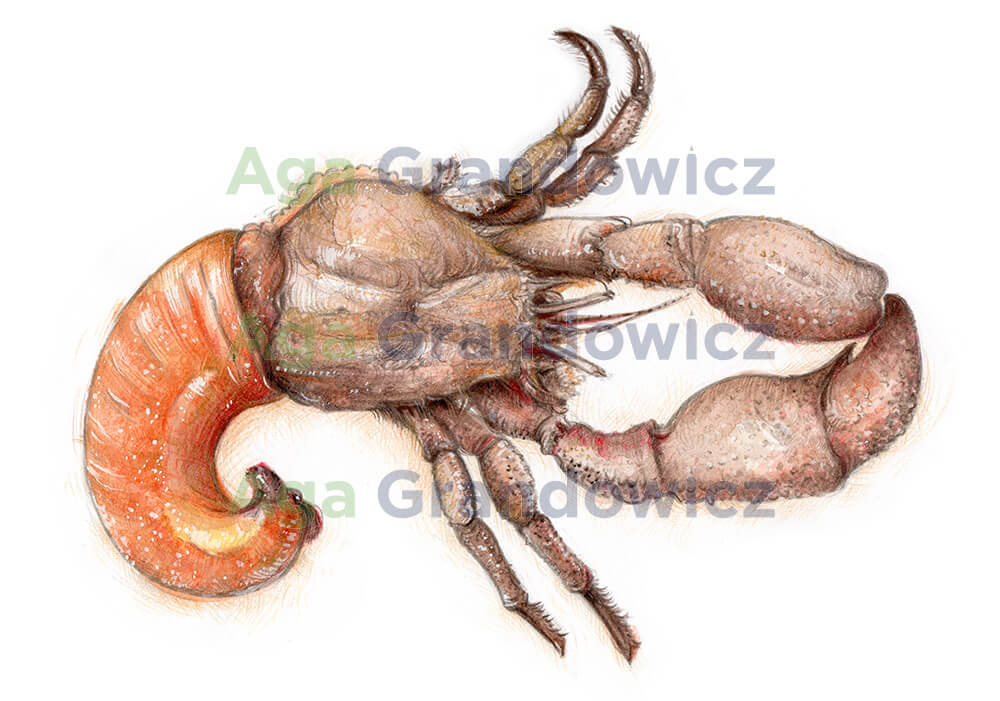 Hermit crab – original artwork by Aga Grandowicz – close-up