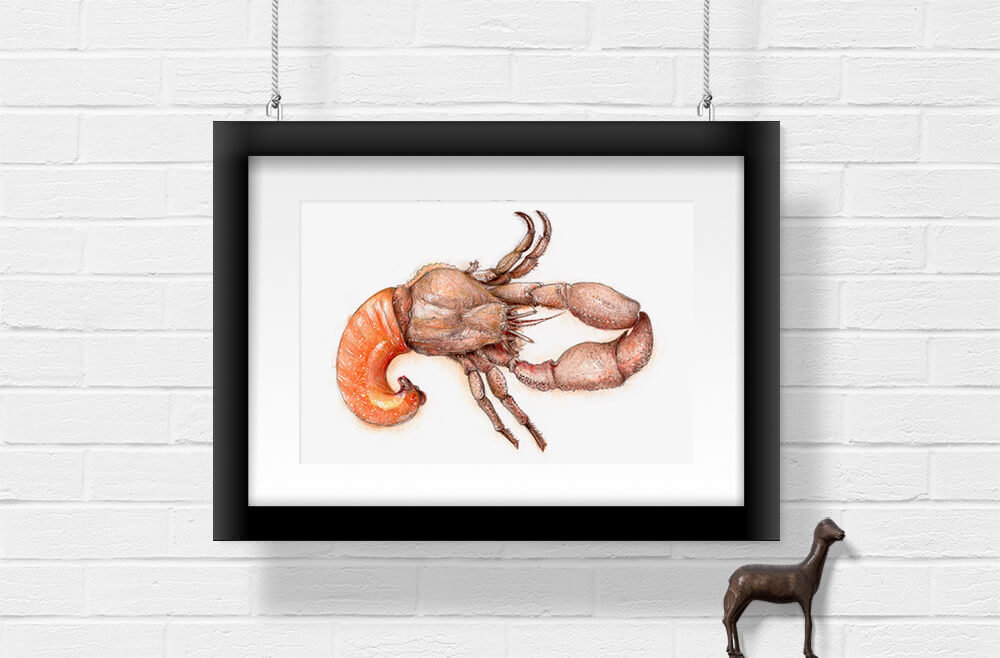 Hermit crab – original artwork by Aga Grandowicz