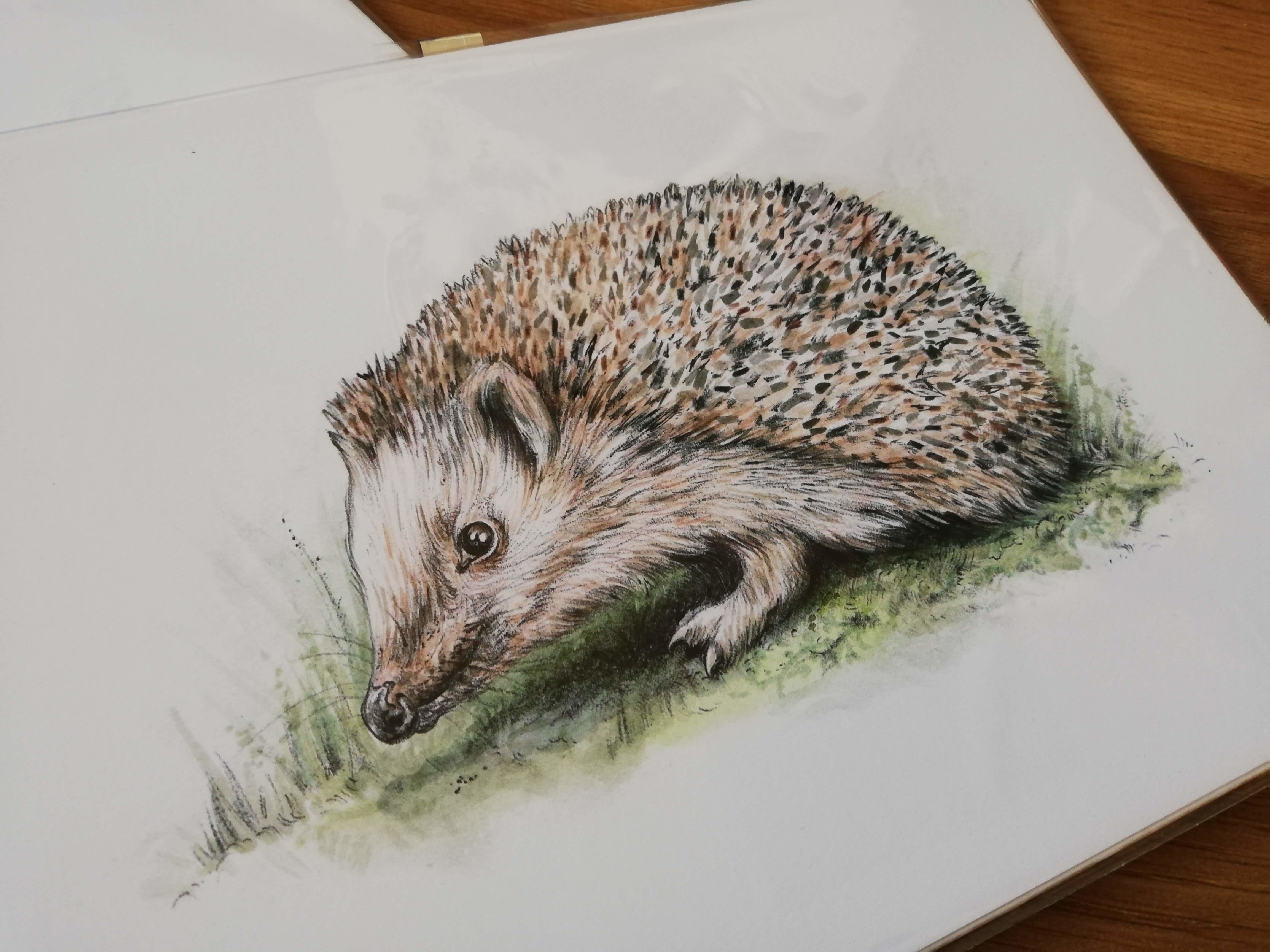 European hedgehog – original artwork by Aga Grandowicz.