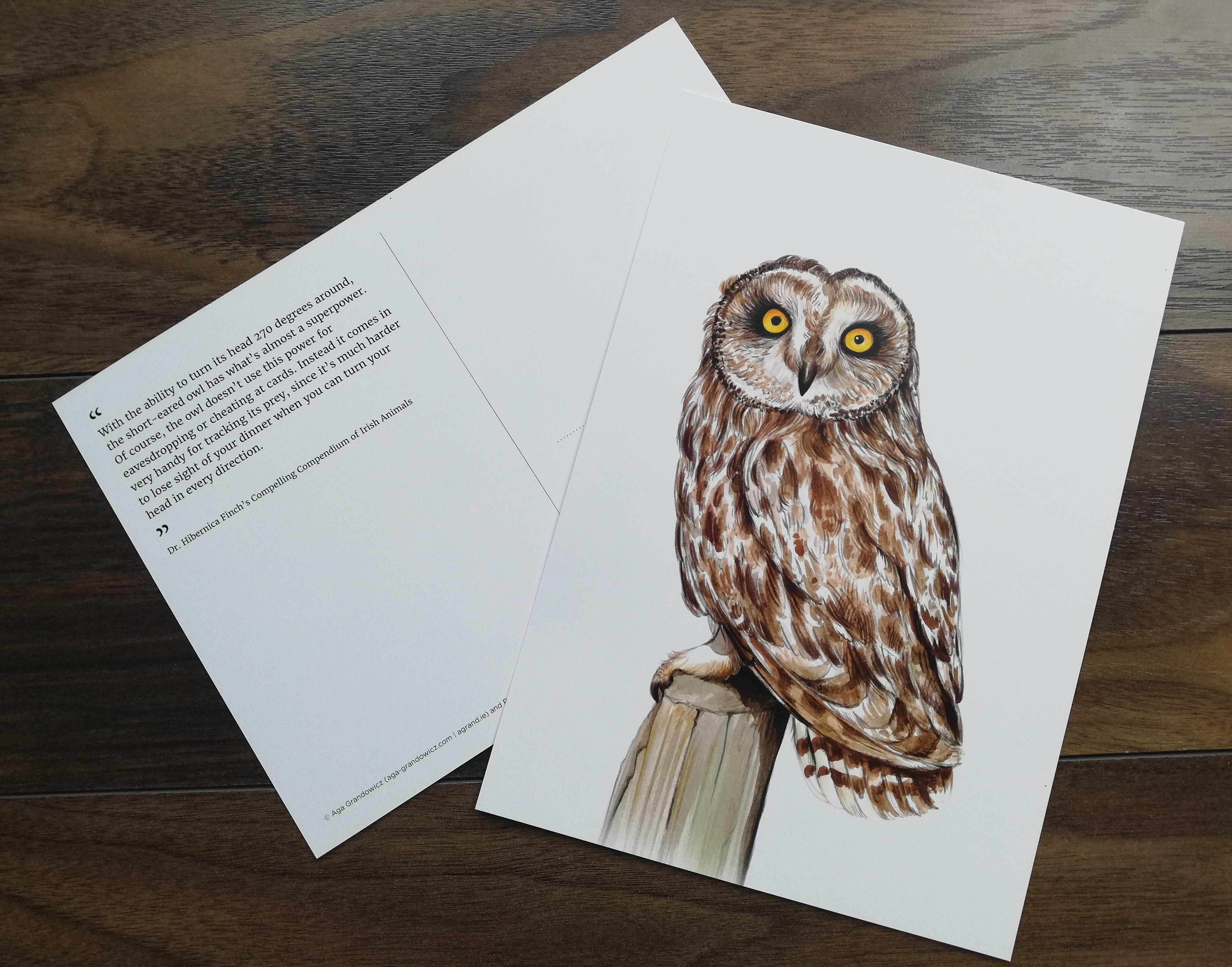 CARD A5 – Short-eared owl – Wildlife illustration by Aga Grandowicz