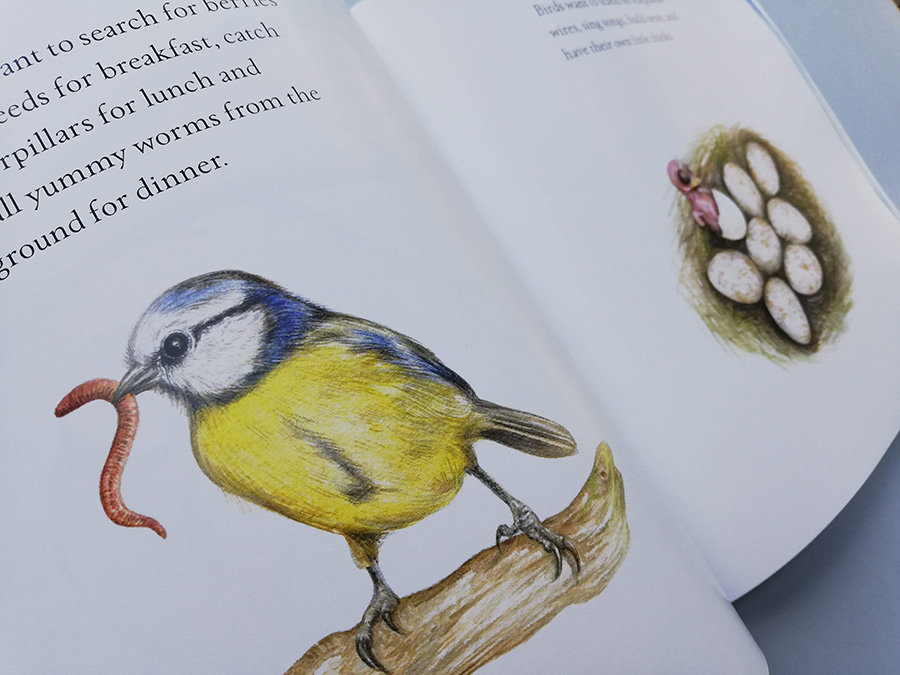 Blue tit chick – children's book by Bernardine Mulryan and Aga Grandowicz_s5