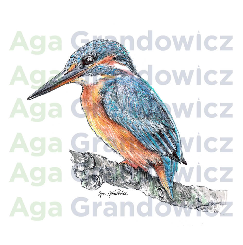Kingfisher #1 – original artwork by Aga Grandowicz – close-up