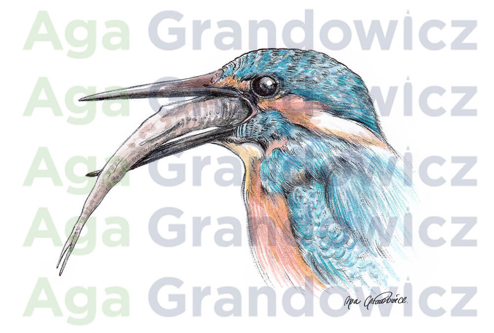 Kingfisher #2 – original artwork by Aga Grandowicz – close-up.