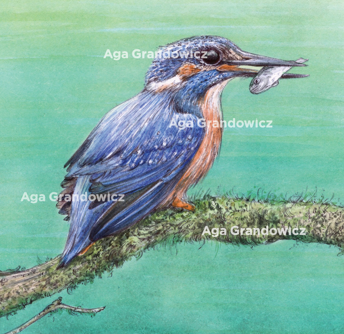 Kingfisher sitting on a branch – wildlife art by Aga Grandowicz – close-up.