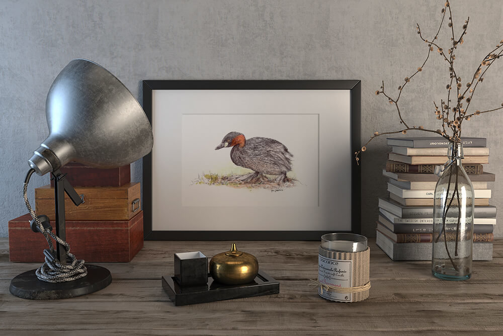 Little grebe duck – original artwork by Aga Grandowicz.