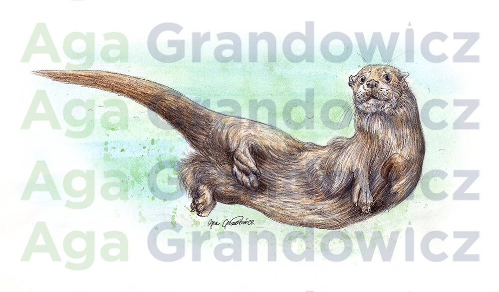 Eurasian otter – original artwork by Aga Grandowicz – close-up.